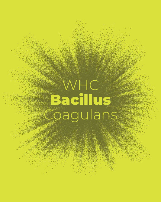 Bacillus Coagulans