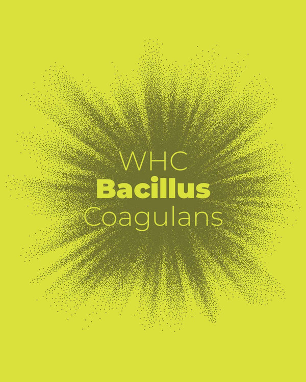 Bacillus Coagulans