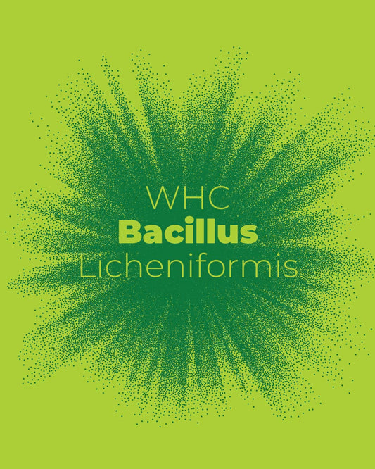 Bacillus Licheniformis