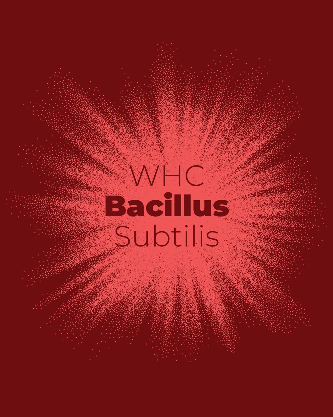 Bacillus Subtilis