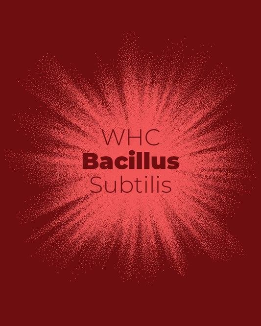 Bacillus Subtilis