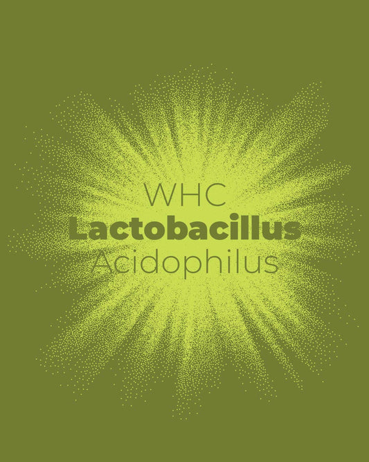 Lactobacillus Acidophilus