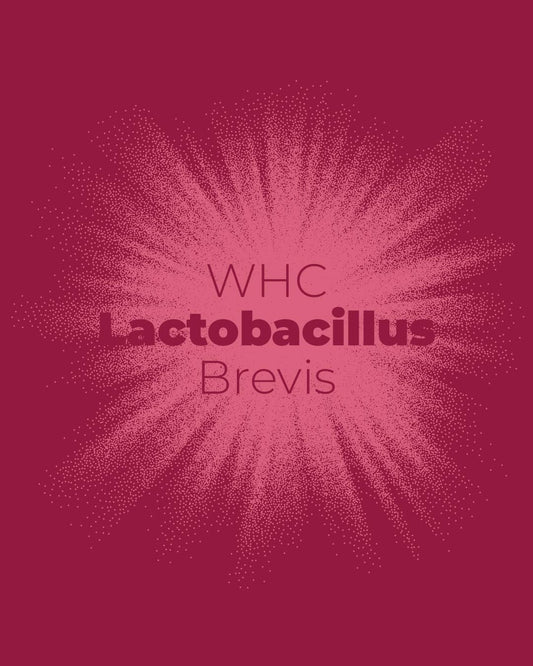 Lactobacillus Brevis