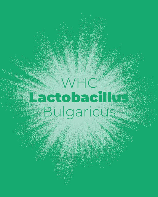 Lactobacillus Bulgaricus