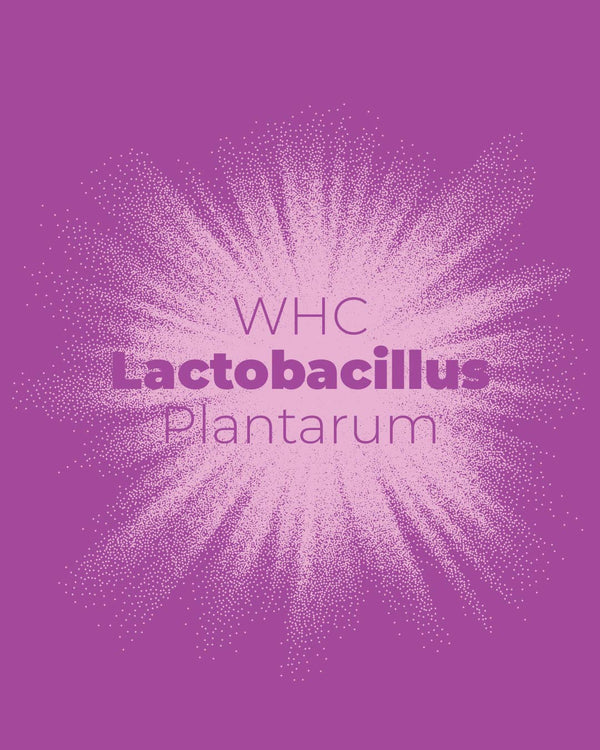 Lactobacillus Plantarum