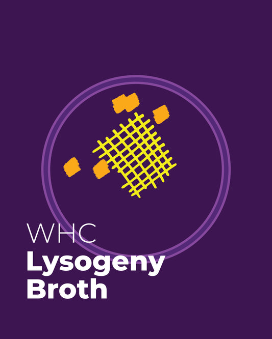 Lysogeny Broth