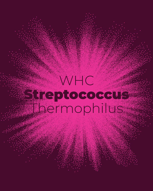 Streptococcus Thermophilus