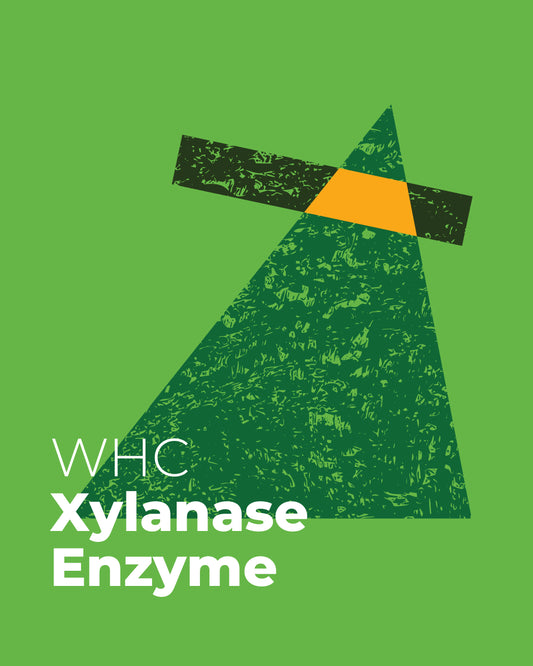 Xylanase